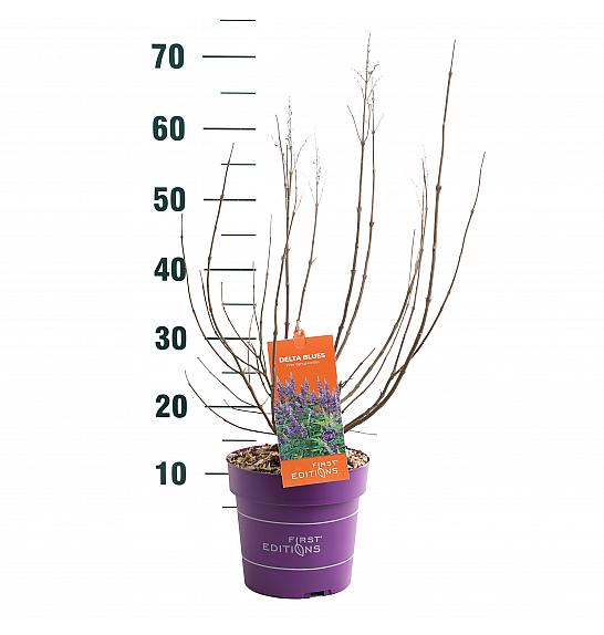 Vitex Delta Blues C3 Lit. 40-60 cm