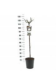 Rosa hybrid Alabaster C6 Lit. Na steblu 90 cm