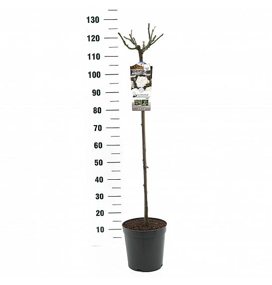 Rosa hybrid Alabaster C6 Lit. Na steblu 90 cm