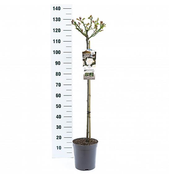 Rosa hybrid Alabaster C6 Lit. Na steblu 90 cm