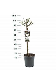 Rosa hybrid Alabaster C6 Lit. Na steblu 60 cm
