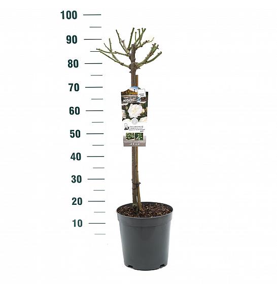 Rosa hybrid Alabaster C6 Lit. Na steblu 60 cm
