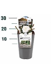 Rosa hybrid Alabaster C3 Lit. 10-15 cm