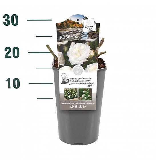 Rosa hybrid Alabaster C3 Lit. 10-15 cm