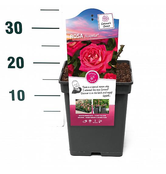 Rosa hybrid Acapella C5 Lit. 15-20 cm
