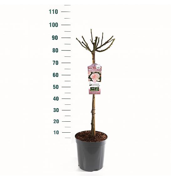 Rosa hybrid A Whiter Shade of Pale C6 Lit. Na steblu 60 cm