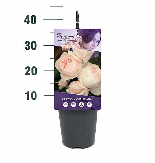 Rosa Herzogin Christiana® C3 Lit. 10-15 cm