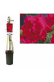 Rosa Heidelberg C2,5 Lit. 40-60 cm