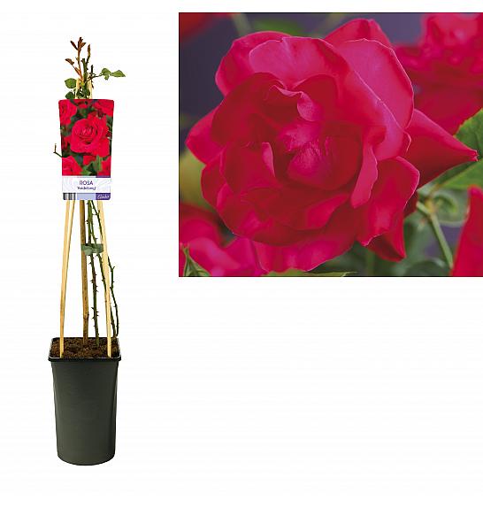 Rosa Heidelberg C2,5 Lit. 40-60 cm