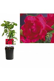 Rosa Heidelberg C1 Lit. 20-30 cm