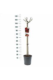 Rosa Happy Wanderer C6 Lit. Na steblu 90 cm