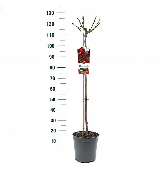 Rosa Happy Wanderer C6 Lit. Na steblu 90 cm