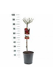 Rosa Happy Wanderer C6 Lit. Na steblu 60 cm
