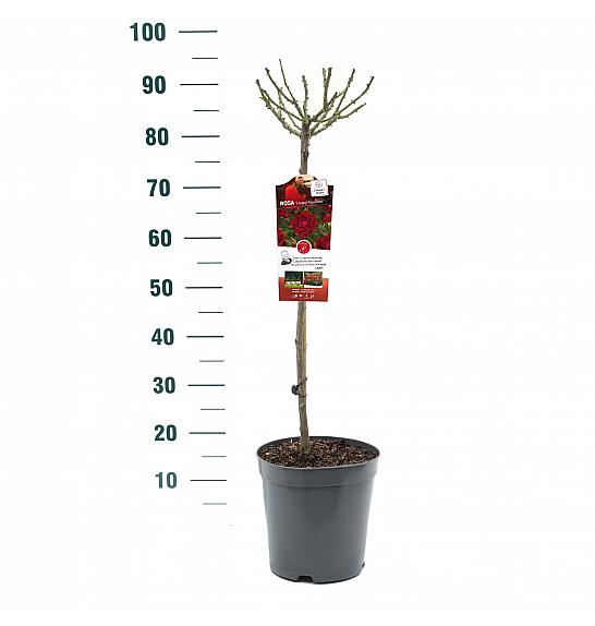 Rosa Happy Wanderer C6 Lit. Na steblu 60 cm
