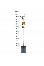 Rosa Hansestadt Rostock® C6 Lit. Na steblu 110 cm