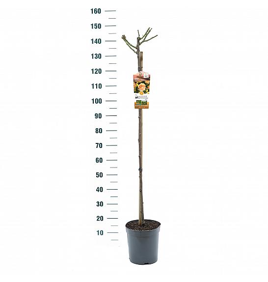 Rosa Hansestadt Rostock® C6 Lit. Na steblu 110 cm