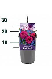 Rosa Gräfin Elke Zu Rantzau® C3 Lit. 10-15 cm