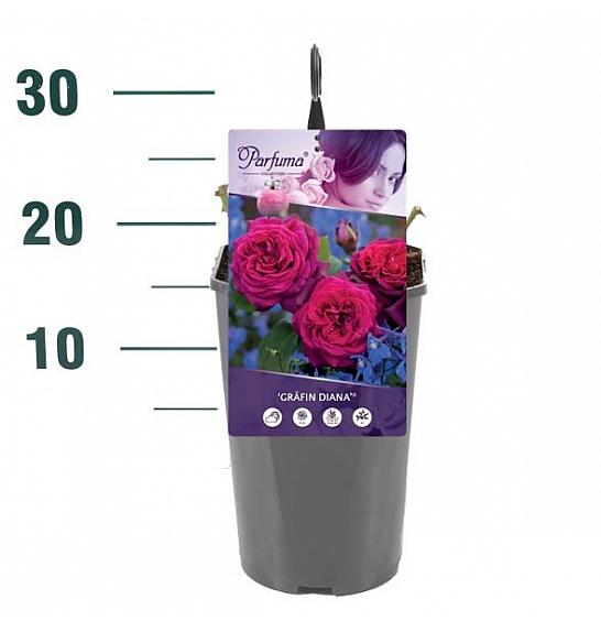 Rosa Gräfin Elke Zu Rantzau® C3 Lit. 10-15 cm