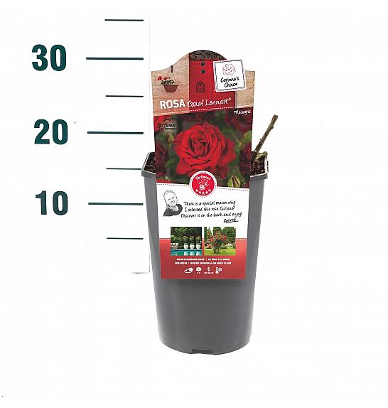 Rosa Graaf Lennart® C3 Lit. 10-15 cm