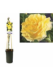 Rosa Golden Climber C2,5 Lit. 40-60 cm