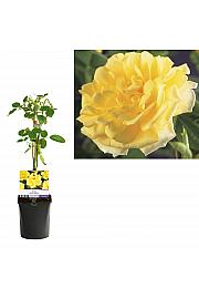 Rosa Golden Climber C1 Lit. 20-30 cm