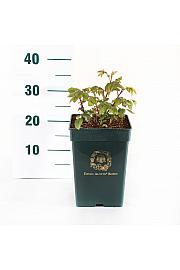 Rosa Gabriël Oak® C5 Lit. 15-20 cm