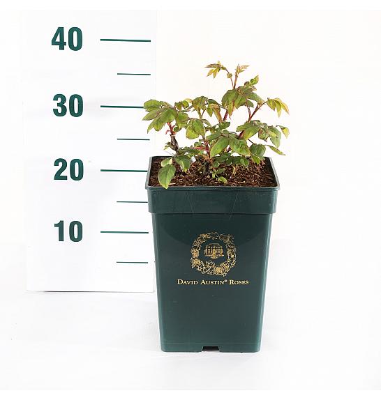 Rosa Gabriël Oak® C5 Lit. 15-20 cm