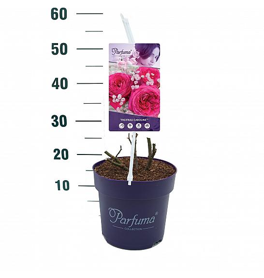 Rosa Freifrau Caroline® C6 Lit. 30-40 cm