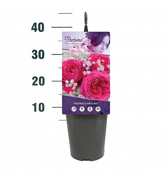 Rosa Freifrau Caroline® C3 Lit. 10-15 cm