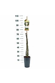 Rosa Eloise® C3 Lit. 50-60 cm Vzpenjava