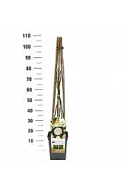 Rosa Eloise® C5 Lit. 40-60 cm Vzpenjava