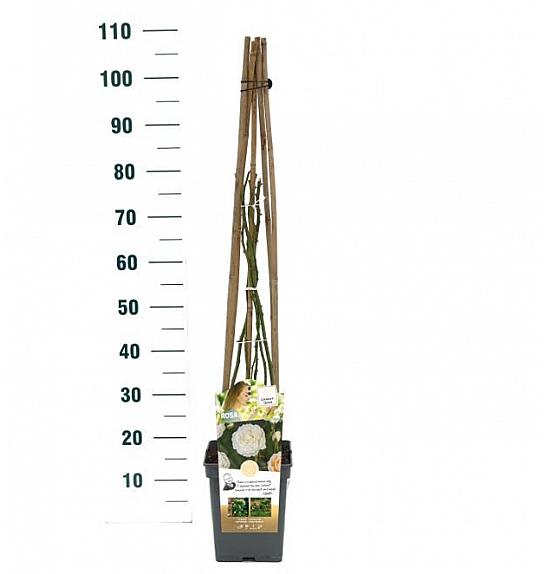Rosa Eloise® C5 Lit. 40-60 cm Vzpenjava