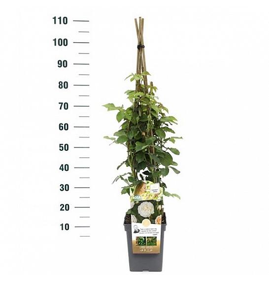 Rosa Eloise® C5 Lit. 40-60 cm Vzpenjava