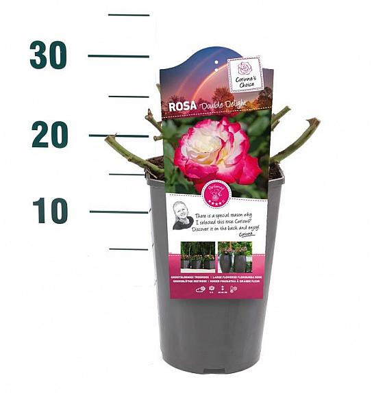 Rosa Double Delight C3 Lit. 10-15 cm