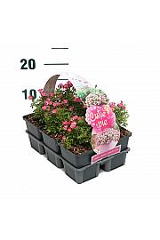 Rosa Cutie Pie® kultipak 6