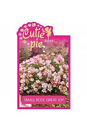 Rosa Cutie Pie® C2 Lit. 20-30 cm