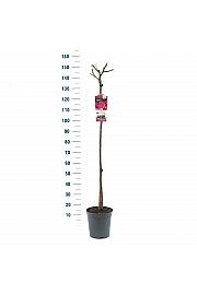 Rosa Criterion C6 Lit. Na steblu 110 cm