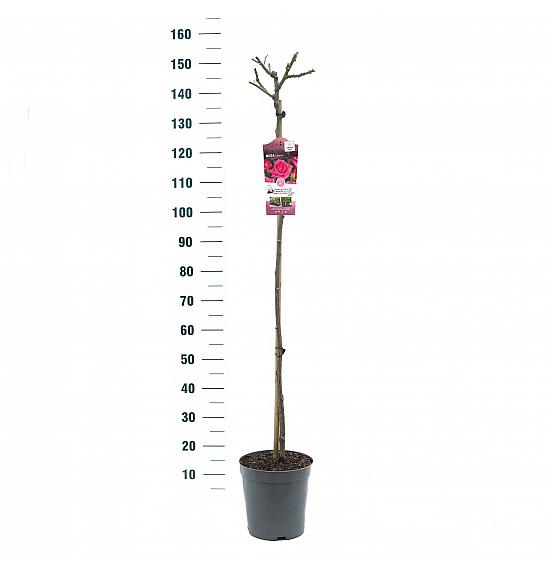 Rosa Criterion C6 Lit. Na steblu 110 cm
