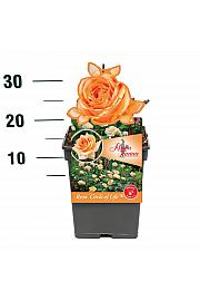 Rosa Circle of Life® C5 Lit. 15-20 cm