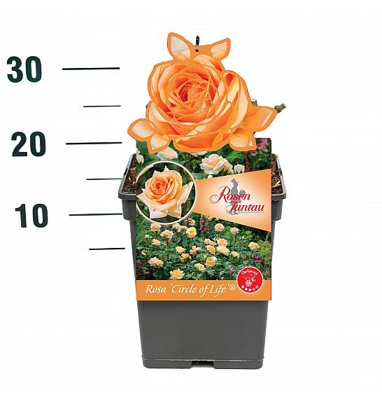 Rosa Circle of Life® C5 Lit. 15-20 cm