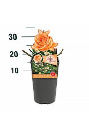 Rosa Circle of Life® C3 Lit. 10-15 cm