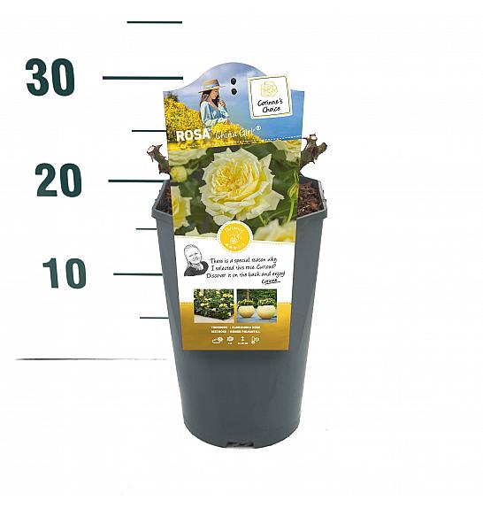 Rosa China Girl® C3 Lit. 10-15 cm