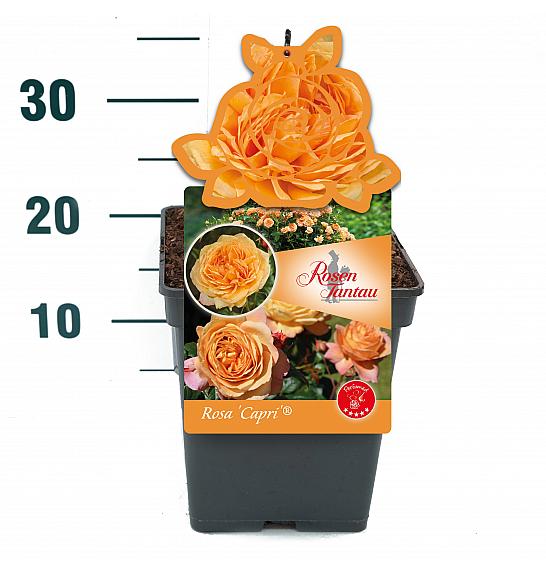 Rosa Capri® C5 Lit. 15-20 cm