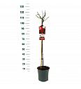 Rosa Bright Meilove® C6 Lit. Na steblu 90 cm