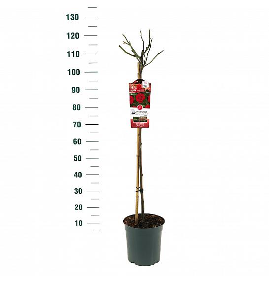 Rosa Bright Meilove® C6 Lit. Na steblu 90 cm