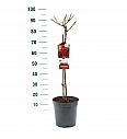 Rosa Bright Meilove® C6 Lit. Na steblu 60 cm