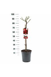 Rosa Bright Meilove® C6 Lit. Na steblu 60 cm