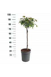 Rosa Bright Meilove® C6 Lit. Na steblu 60 cm