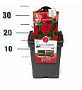 Rosa Bright Meilove® C5 Lit. 15-20 cm