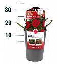 Rosa Bright Meilove® C3 Lit. 10-15 cm